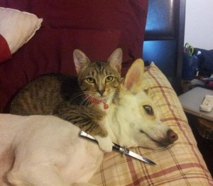 Create meme: animals, cat, cat with knife meme