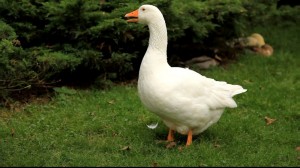 Create meme: goose, photo goose home important, goose