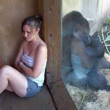 Create meme: funny animals , gorilla gorilla, funny animals 