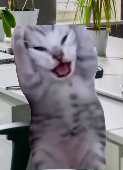 Create meme: cat , cat funny , cat 