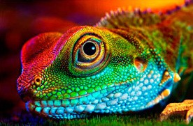 Create meme: chameleon animal, lizard chameleon, chameleon
