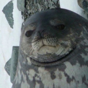 Создать мем: мем тюлень, нерпа, seal