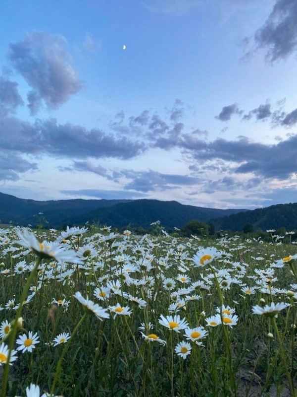 Create meme: field of daisies, chamomile field, Daisy 
