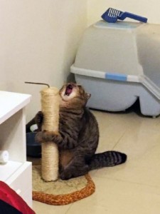 Create meme: screaming cat, cat and scratching post meme, cat with kittens meme