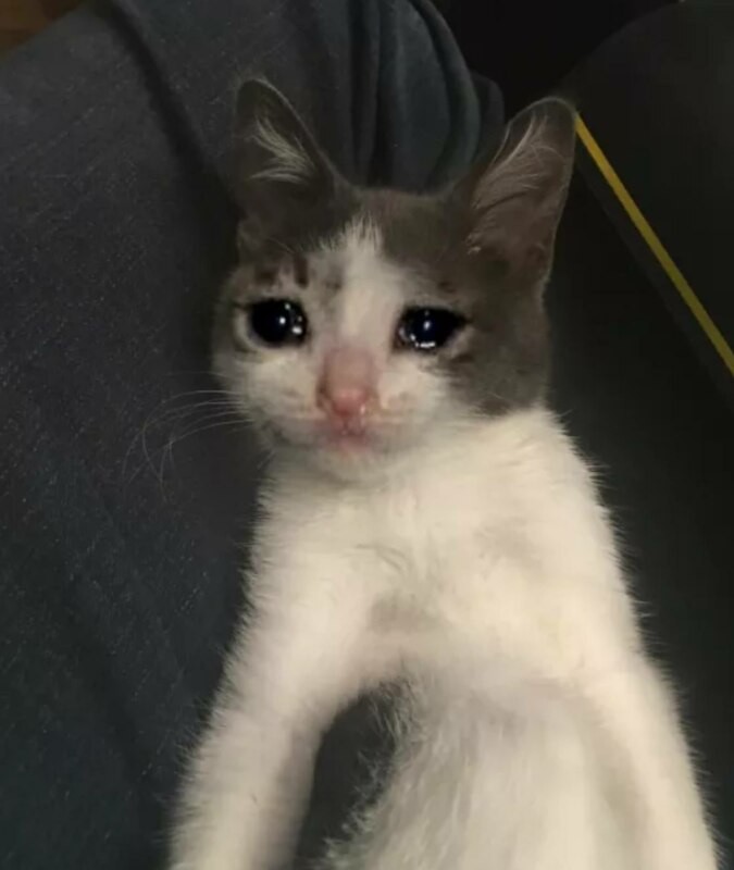 Создать мем: грустный котик, котик со слезами, плачущий котик