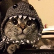 Создать мем: кот в шапке, кот в шапке холодает, шапка котик