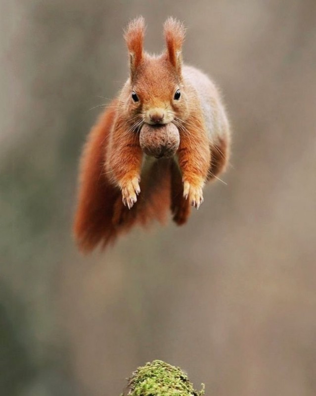 Create meme: the squirrel is funny, squirrel in flight, funny squirrels