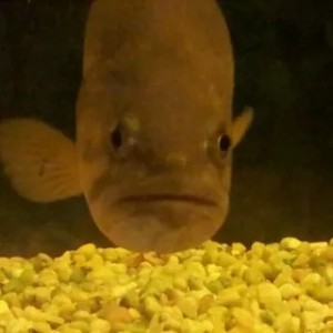 Create meme: fish, the piranha fish