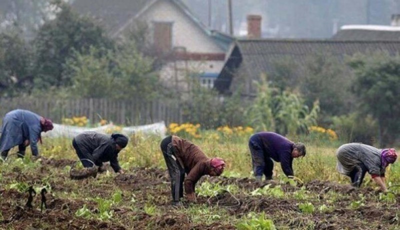 Создать мем: сажаем картошку, растение, приколы про огород