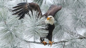 Создать мем: bald eagle, белоголовый орлан, птица орлан