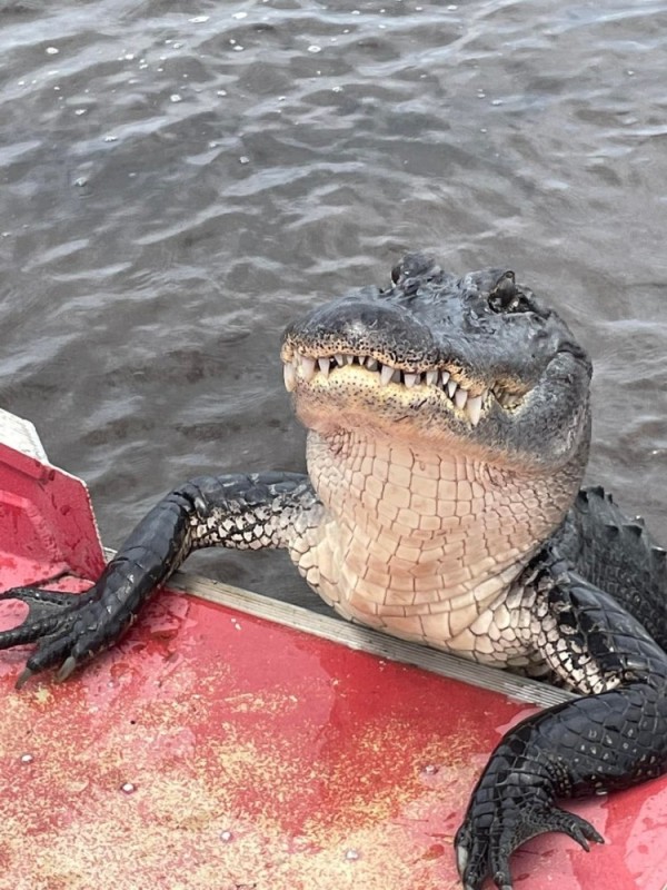 Create meme: crocodile and alligator, alligator and crocodile difference, crocodile 