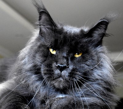 Create meme: cat Maine Coon, maine coon cat, maine coon breed