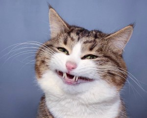 Создать мем: кот, улыбающийся кот, кот улыбается с зубами