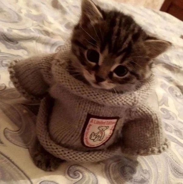 Создать мем: кардиган с котиками, свитер для кошки, котята очень милые