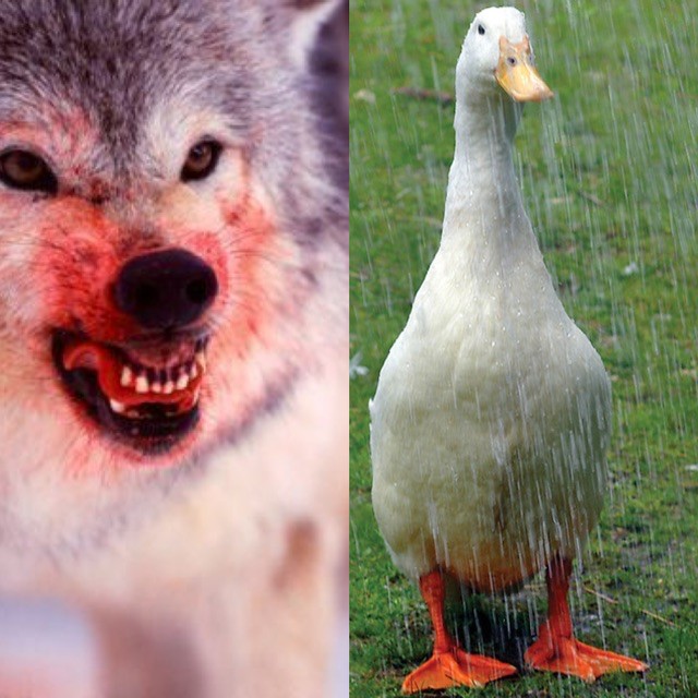 Create meme: a lone wolf, The wolf's mouth is covered in blood, a goose is scarier than a wolf