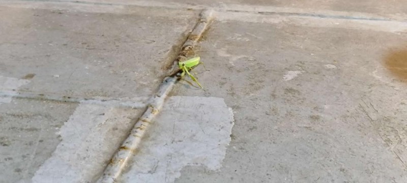 Создать мем: praying mantis, насекомое, человек