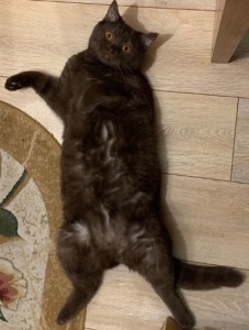 Create meme: British cat fat, grace cat, the owner