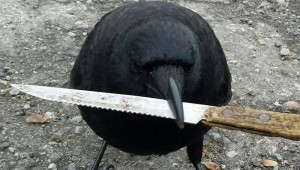 Create meme: bird crow, crow, crow with a knife