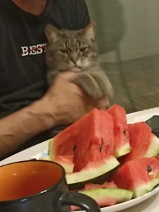 Создать мем: животные коты, кот ест арбуз, кот с арбузом