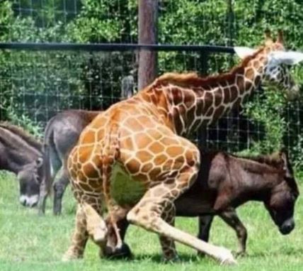 Create meme: unusual animal mating, mating giraffes, giraffe in the zoo