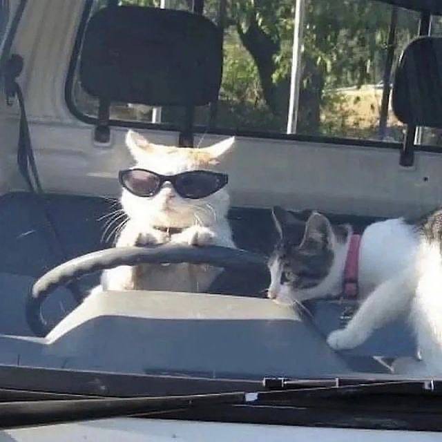 Создать мем: кошка в машине, кошка едет на машине, кот крутой едет