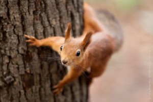 Create meme: protein, red squirrel