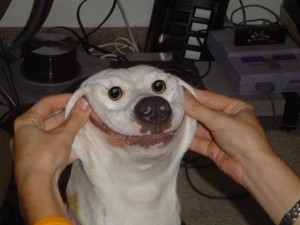 Create meme: dog smile, funny faces of dogs, funny dog