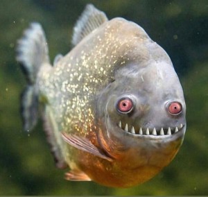 Create meme: fish Ulybka, piranha meme, piranha