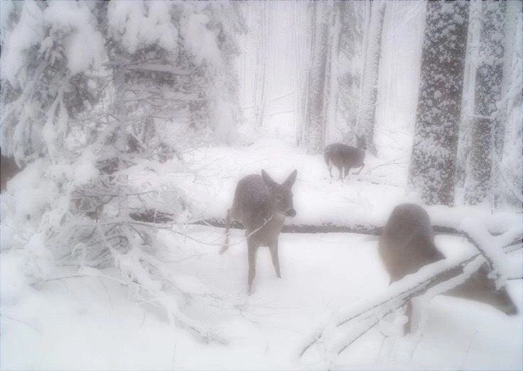 Create meme: winter, animals in the forest, roe deer in winter