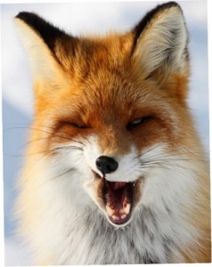 Create meme: Sly Fox