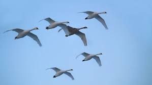 Create meme: cygnus, the wild geese jamb, Swan whooper