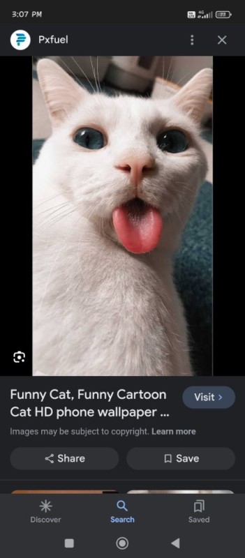 Create meme: funny cat, silly cat , meme cat 