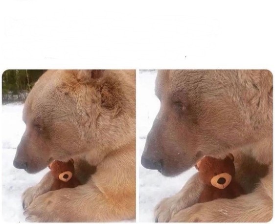 Create meme: bear Stepan, bear bear, bear cute