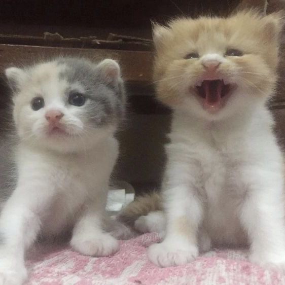 Create meme: cat aaaaaah, cute kittens, adorable kittens