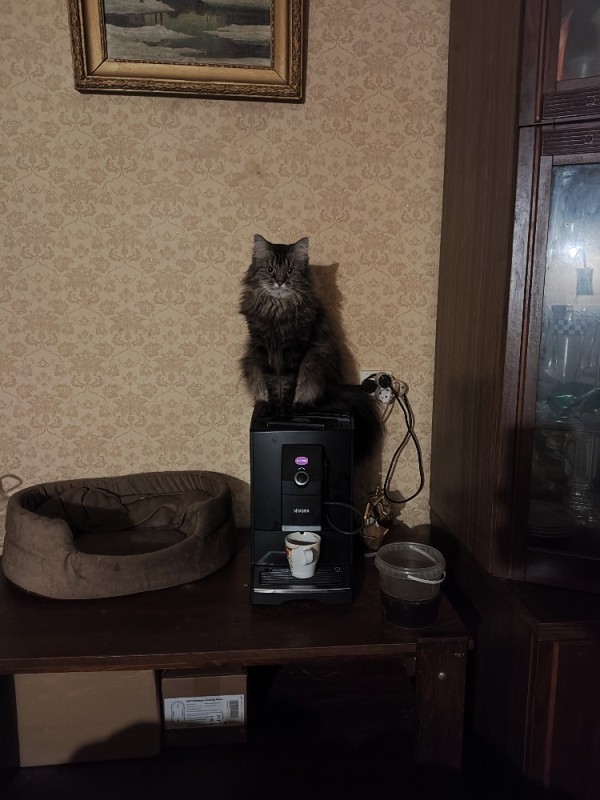 Create meme: cat , philips coffee maker model HP7447, animals 