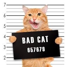 Create meme: a cat with a sign , arrested cat with a sign, cat 