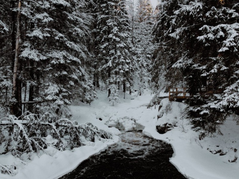 Create meme: forest river, in the winter forest, winter river
