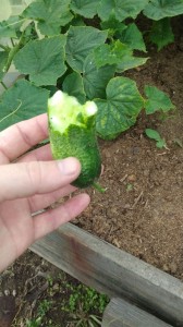 Create meme: planting cucumbers, harvest cucumbers, 1m the cucumber