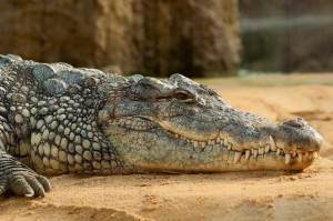Создать мем: американский аллигатор, крокодил животное, серый крокодил