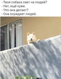 Создать мем: a dog, dog meme, doge meme