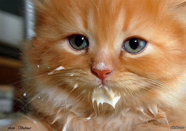 Создать мем: грустный рыжий котенок, рыжий котенок ест, рыжий котенок измазанная морда