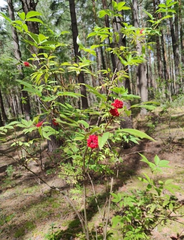 Create meme: raspberry forest shrub, red elderberry, Siberian elder bush