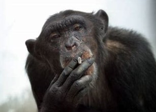 Создать мем: накуренная обезьяна, обезьяна курит, шимпанзе с сигаретой