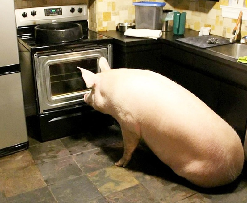 Создать мем: карликовая домашняя свинья, свинья у плиты, свинья
