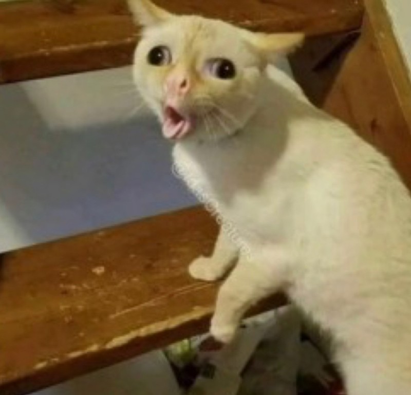 Create meme: cat burps, stoned cat , coughing cat