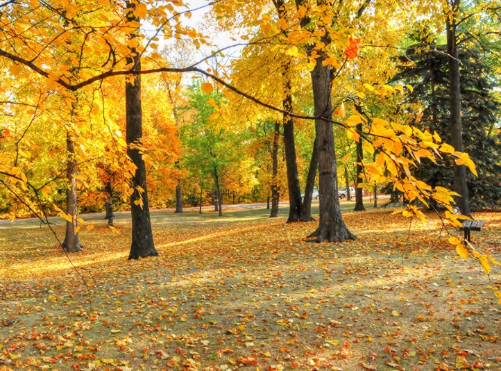 Create meme: autumn park, early autumn, foliage autumn