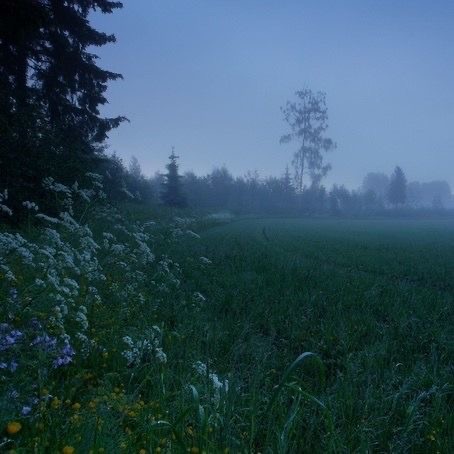 Create meme: landscape fog, fog nature, fog in the meadow