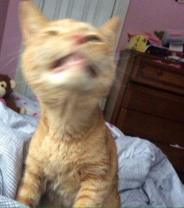 Create meme: cat, the cat sneezed meme, fucked pictures of cats