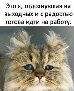 Create meme: Persian cat, animals cats, funny cats