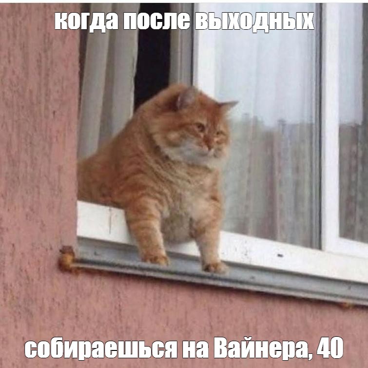 Создать мем: ждущий кот, кот смешной, кот в окне